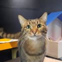 Photo of Gypsy