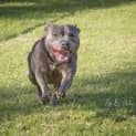 Photo of Ace