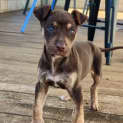 Photo of Sarsha