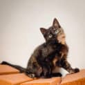 Photo of Widget