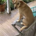 Photo of Cricket