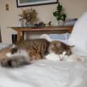 Photo of Kiki Paws