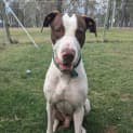 Photo of Sarge