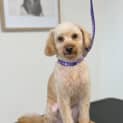 Photo of Lola