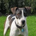 Photo of Bandit