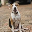 Photo of Gunner