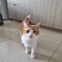 Photo of Rusty