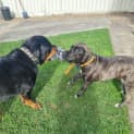 Photo of Marley 8 Month Old Bull Mastiff X (Trial 28/6/23