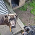 Photo of Marley 8 Month Old Bull Mastiff X (Trial 28/6/23