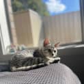Photo of Sprinkles