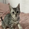 Photo of Sprinkles