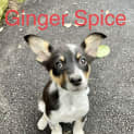 Photo of Spice Girls & A Boy Pups