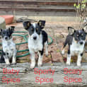 Photo of Spice Girls & A Boy Pups