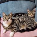Photo of Elvis Located In Templestowe