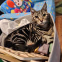 Photo of Elvis Located In Templestowe