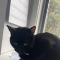 Photo of Buddy