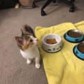 Photo of Peaches