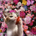 Photo of Peaches