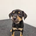 Photo of Aspen