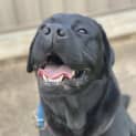 Photo of Apollo