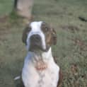 Photo of Chip