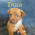 Photo of Dora