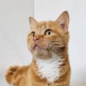 Photo of Bebs   Located In Brunswick East
