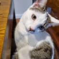 Photo of Patch