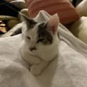 Photo of Patch
