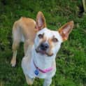 Photo of Sokie 1 Year Old Staffy X (Trial)