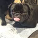 Photo of Pippa The Pug