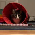 Photo of Xanthe