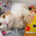 Photo of Stink Biscuit