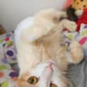 Photo of Stink Biscuit