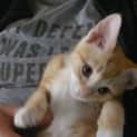 Photo of Blondie ๐ธ๐ธ