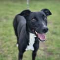 Photo of Jethro (60551)