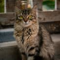 Photo of Winnie