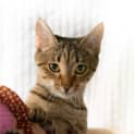 Photo of Buttercup