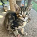 Photo of Tilly
