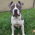 Photo of Duke