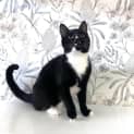 Photo of Niko Located In Preston