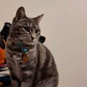Photo of Awkwafina 