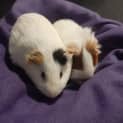 Photo of Dot & Petal