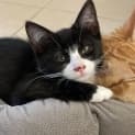 Photo of Sylvester
