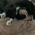 Photo of Sylvester