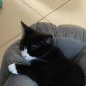 Photo of Sylvester