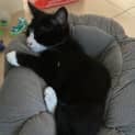 Photo of Sylvester
