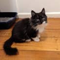 Photo of Marco Located In Brunswick East