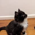 Photo of Marco Located In Brunswick East