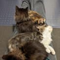Photo of Marco Located In Brunswick East